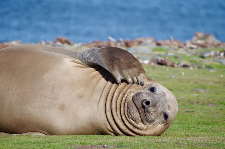 A seal lying on grass by the sea in the sunshine.