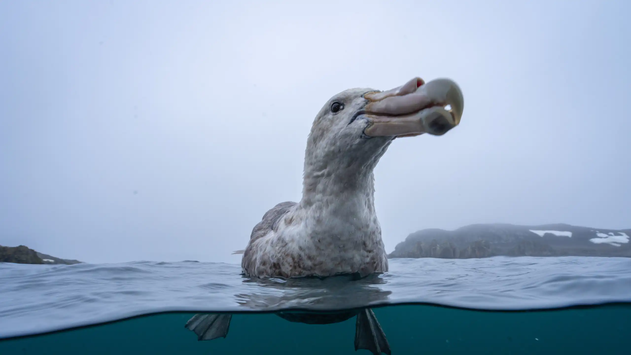 A large seabird resting on the ocean's surface.