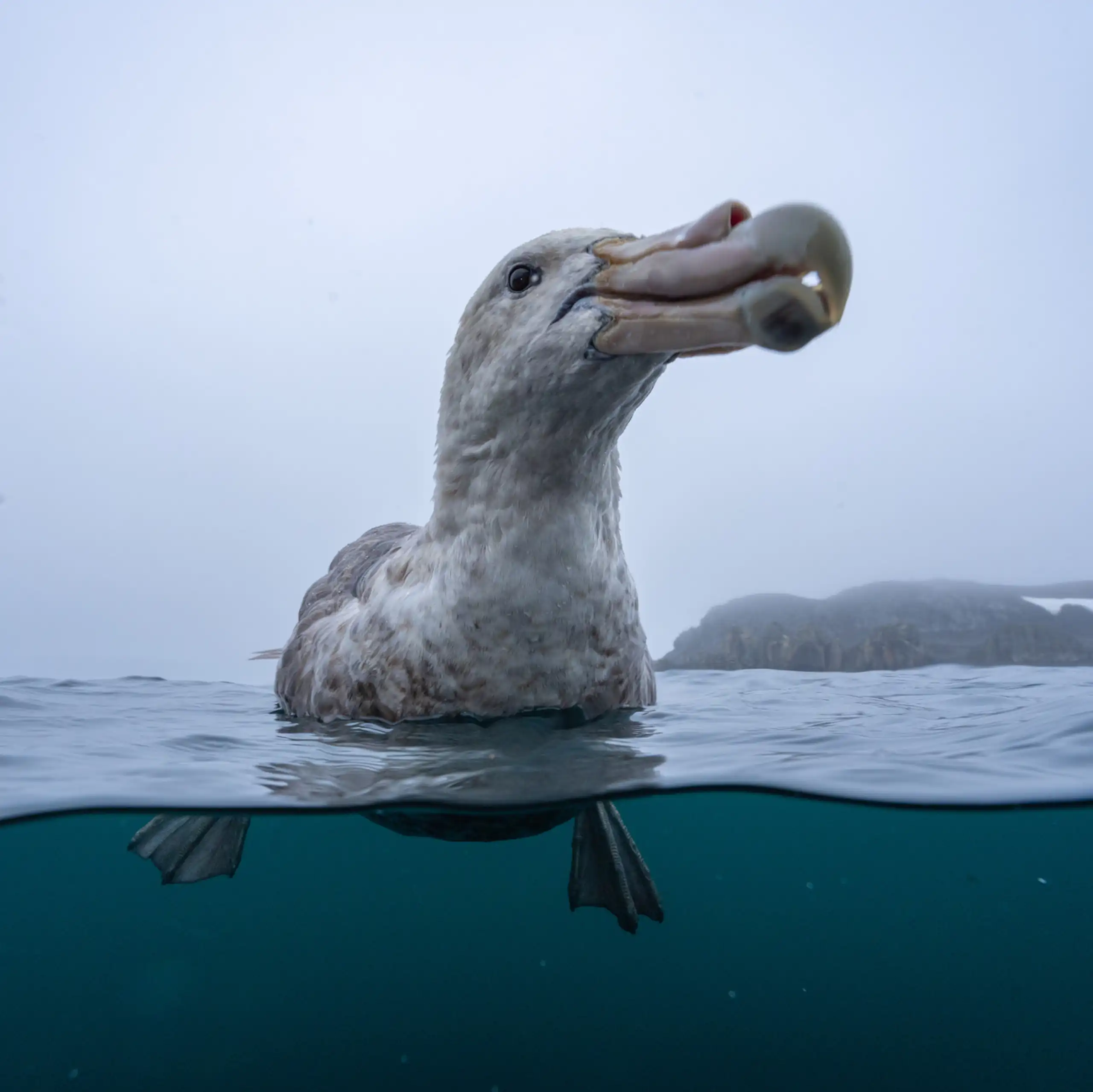 A large seabird resting on the ocean's surface.