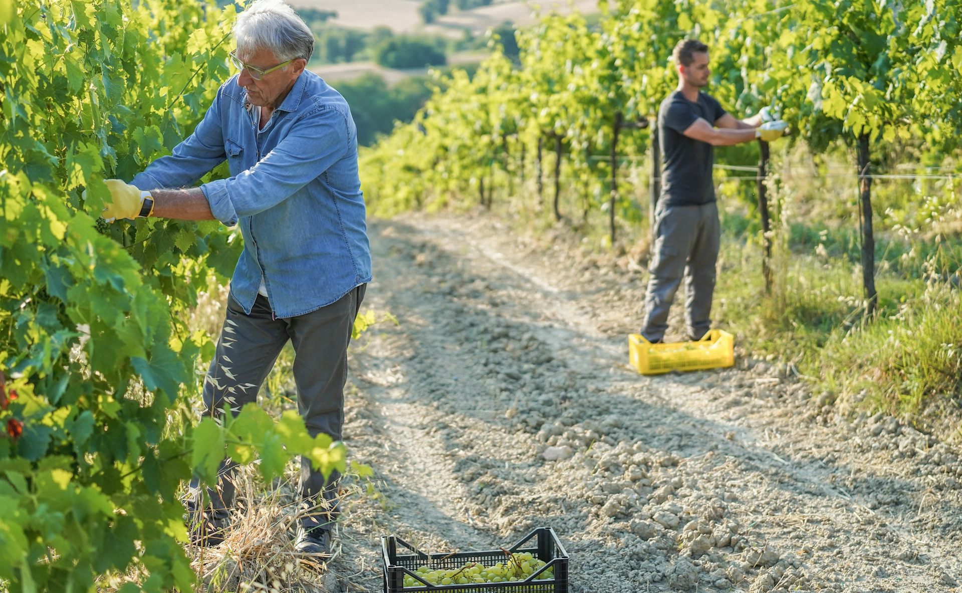 Plusieurs générations au travail dans une vigne. 