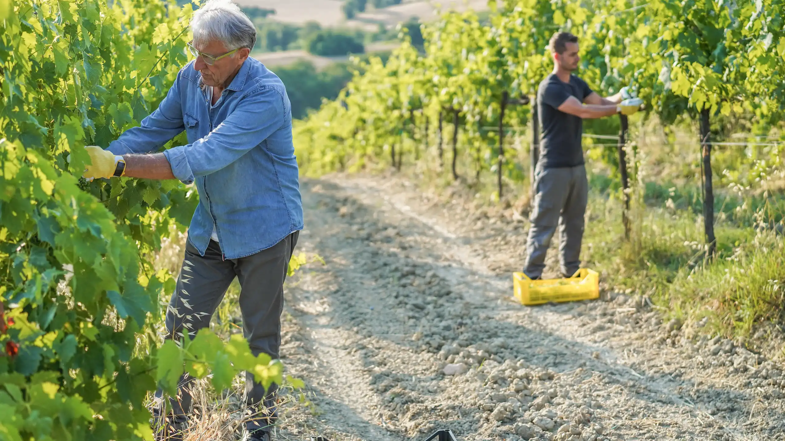 Plusieurs générations au travail dans une vigne.