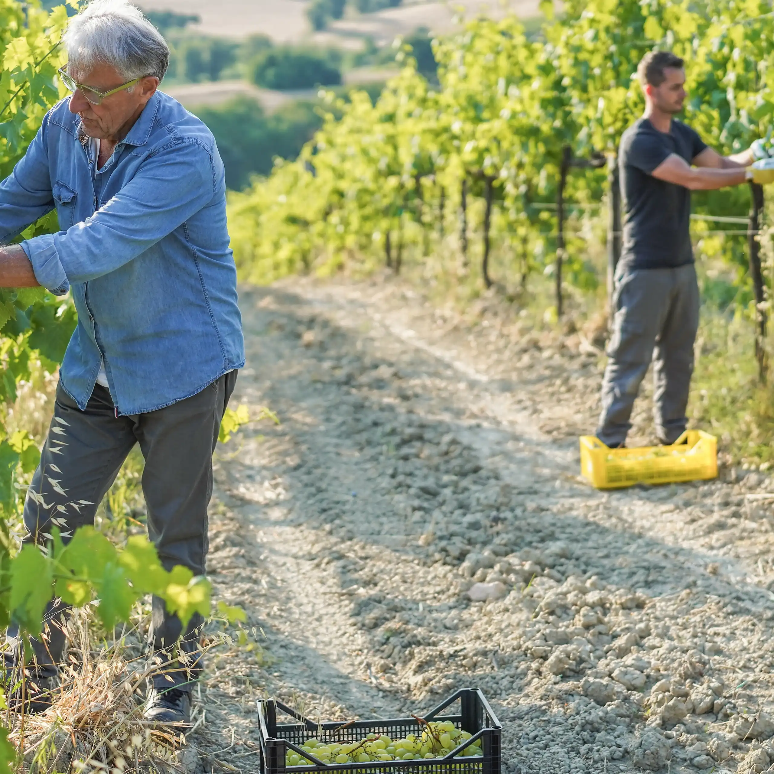 Plusieurs générations au travail dans une vigne.