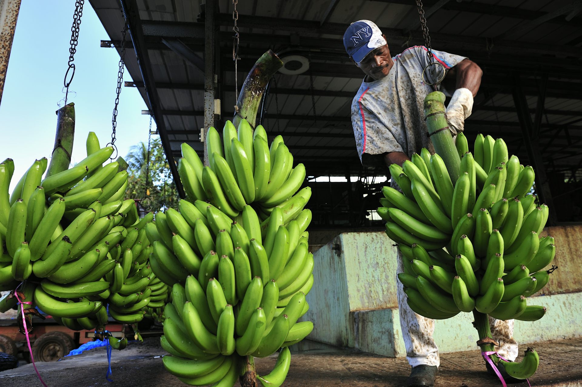 Un exploitant agricole, travaillant sur une chaîne de production, sépare les bananes de leur régime.