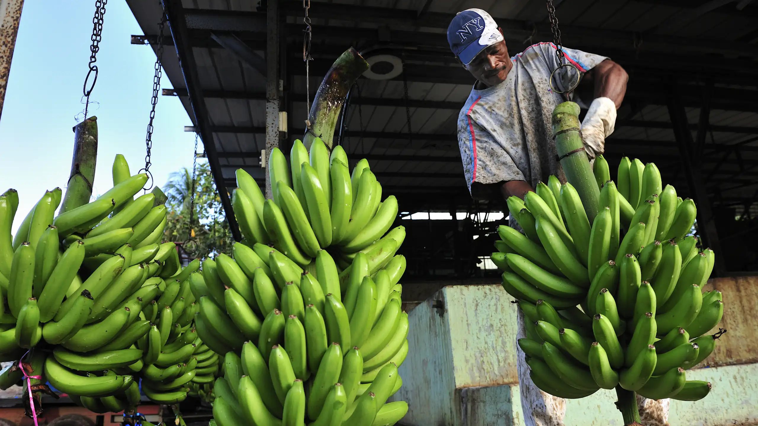 Un exploitant agricole, travaillant sur une chaîne de production, sépare les bananes de leur régime.