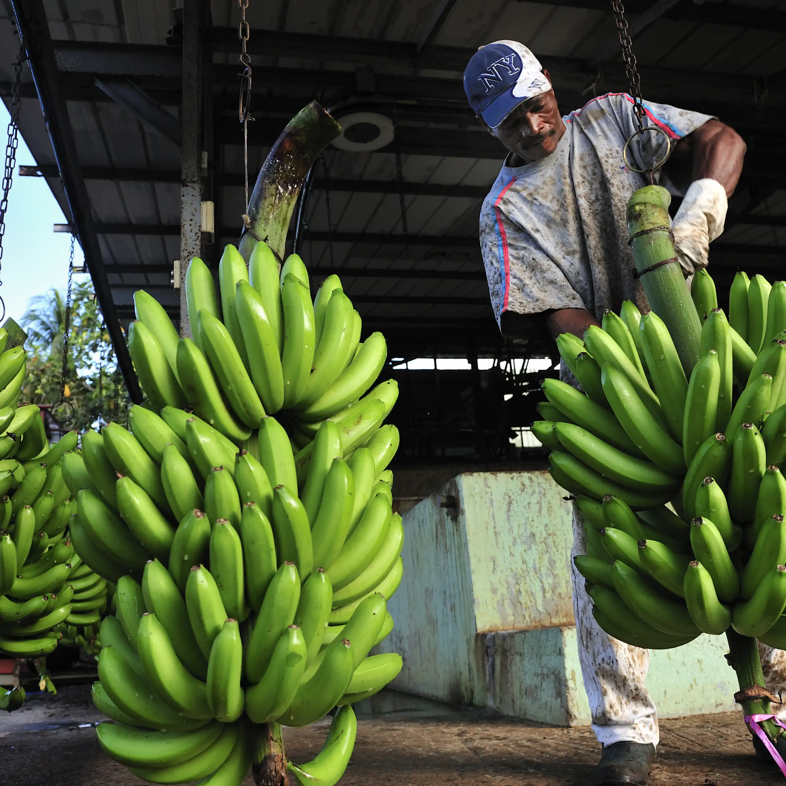 Un exploitant agricole, travaillant sur une chaîne de production, sépare les bananes de leur régime.