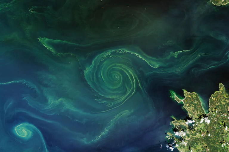 A plankton bloom in the Baltic Sea.