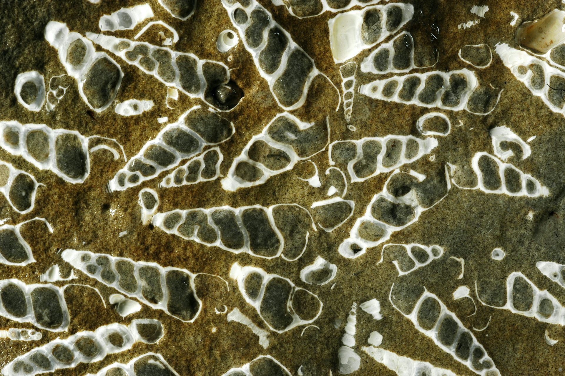 NZ’s unique fossil record of marine molluscs helps scientists predict extinction risk – before it’s too late