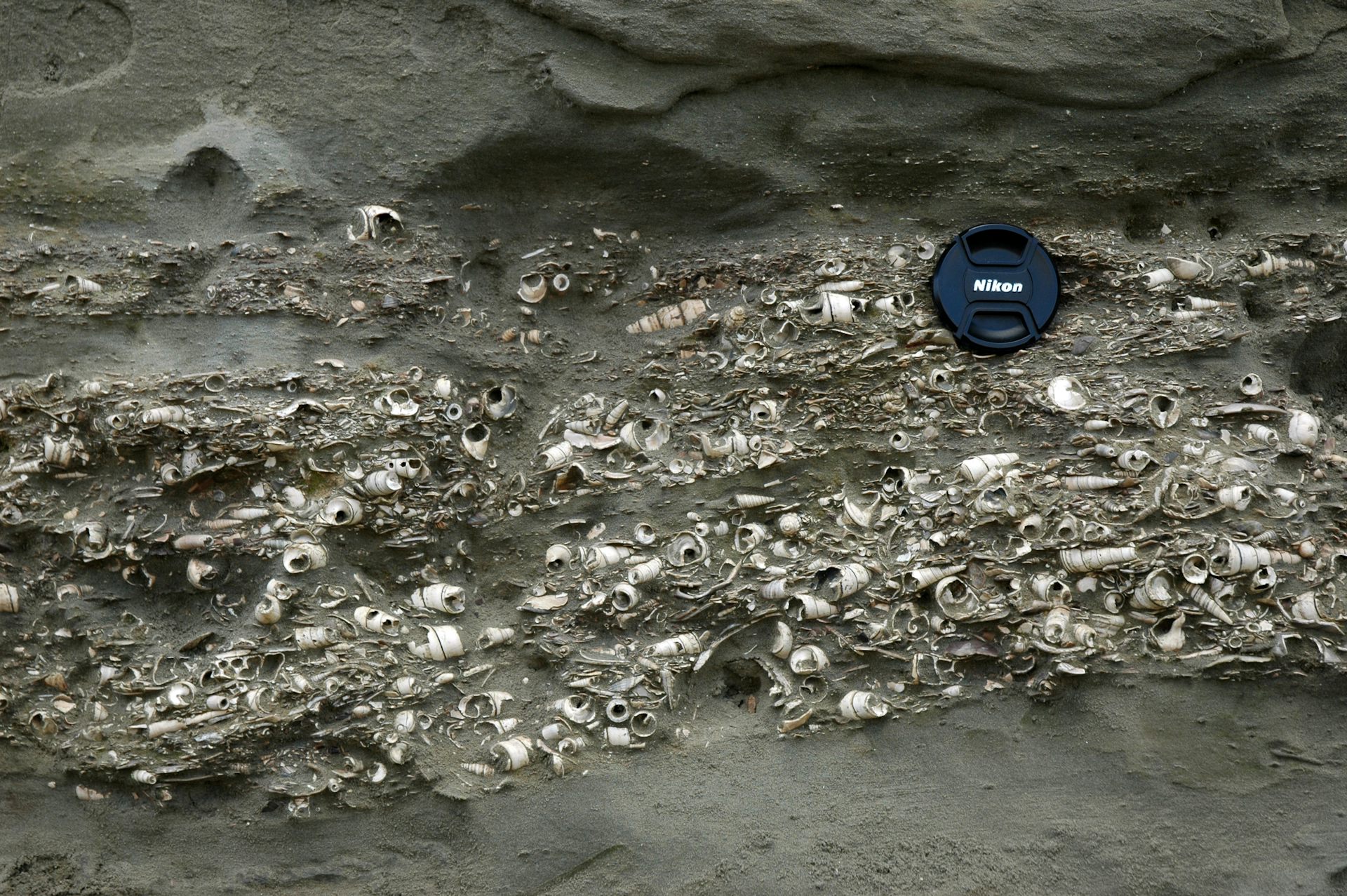 A shell bed of 18-million-year-old fossil clams and snails in White Rock River, Canterbury, with a camera lens cap for size comparison..