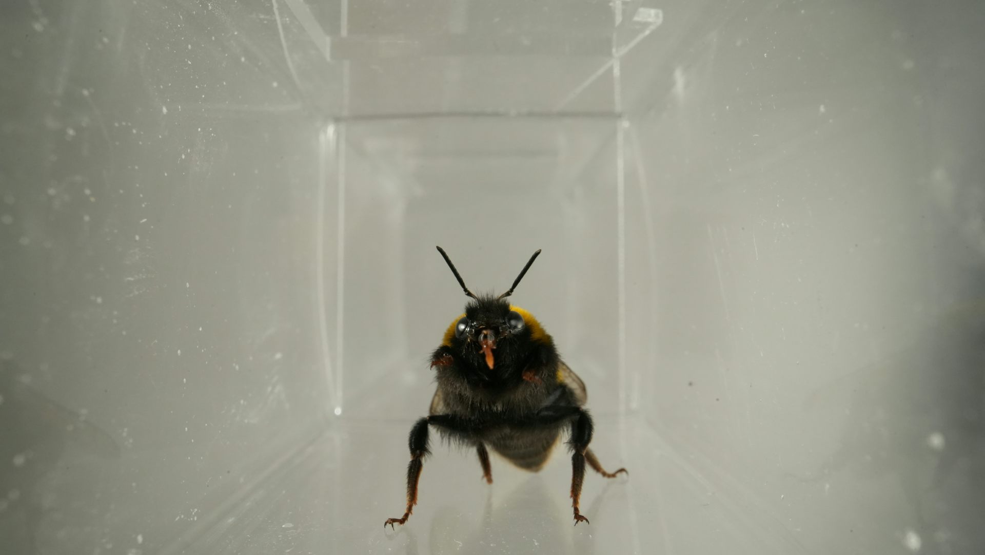 Bees ‘facial expressions’ may be a sign of their inner lives