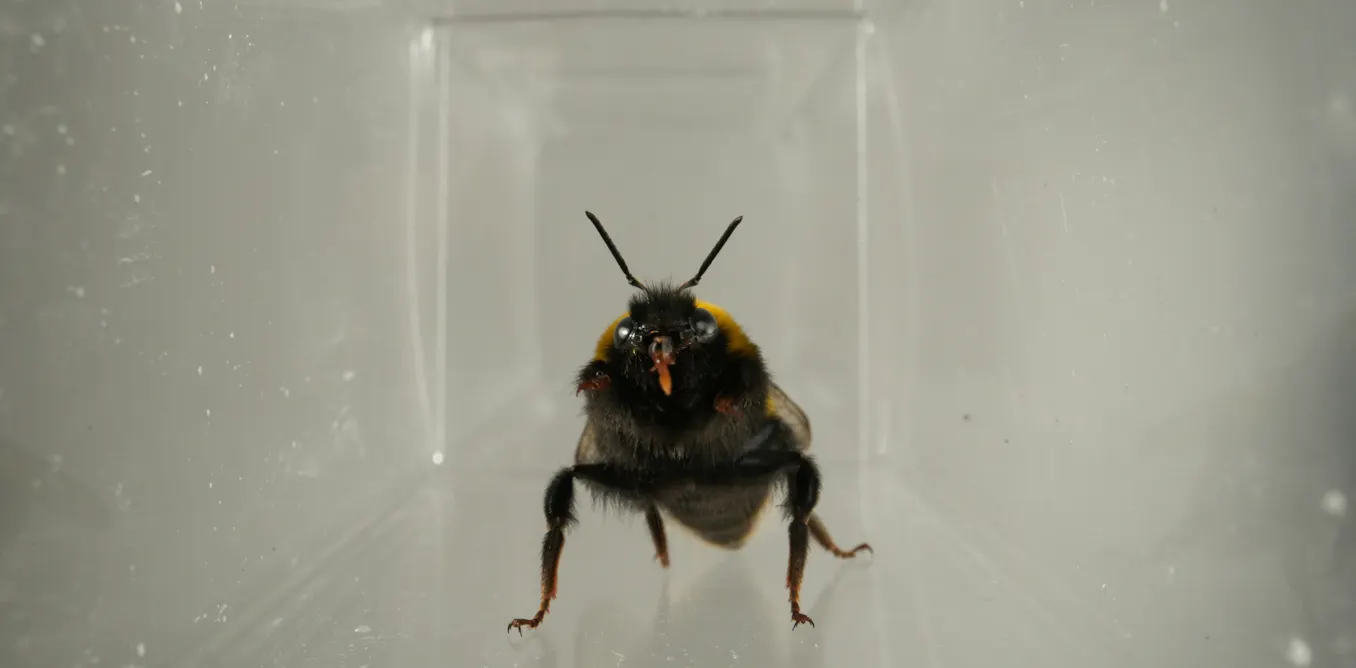 EduWireDaily — Bees ‘facial expressions’ may be a sign of their inner lives