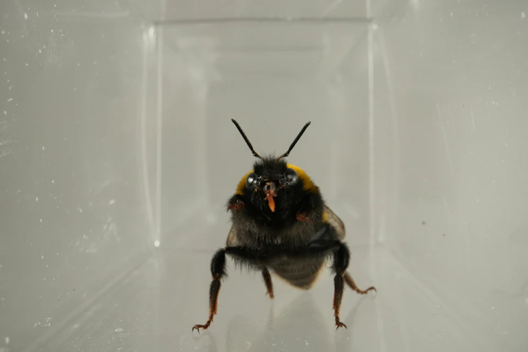 A bumble bee in a clear box protruding its mouth organ known as a glossa.