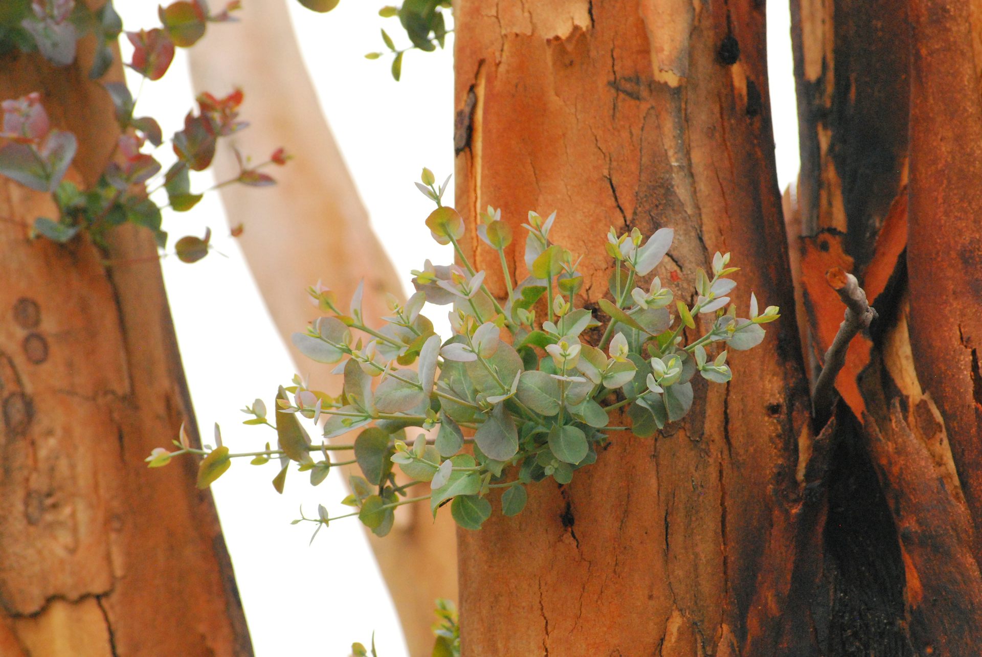 Wilsons Prom has been scarred by bushfires. It may help us protect other fire-prone forests
