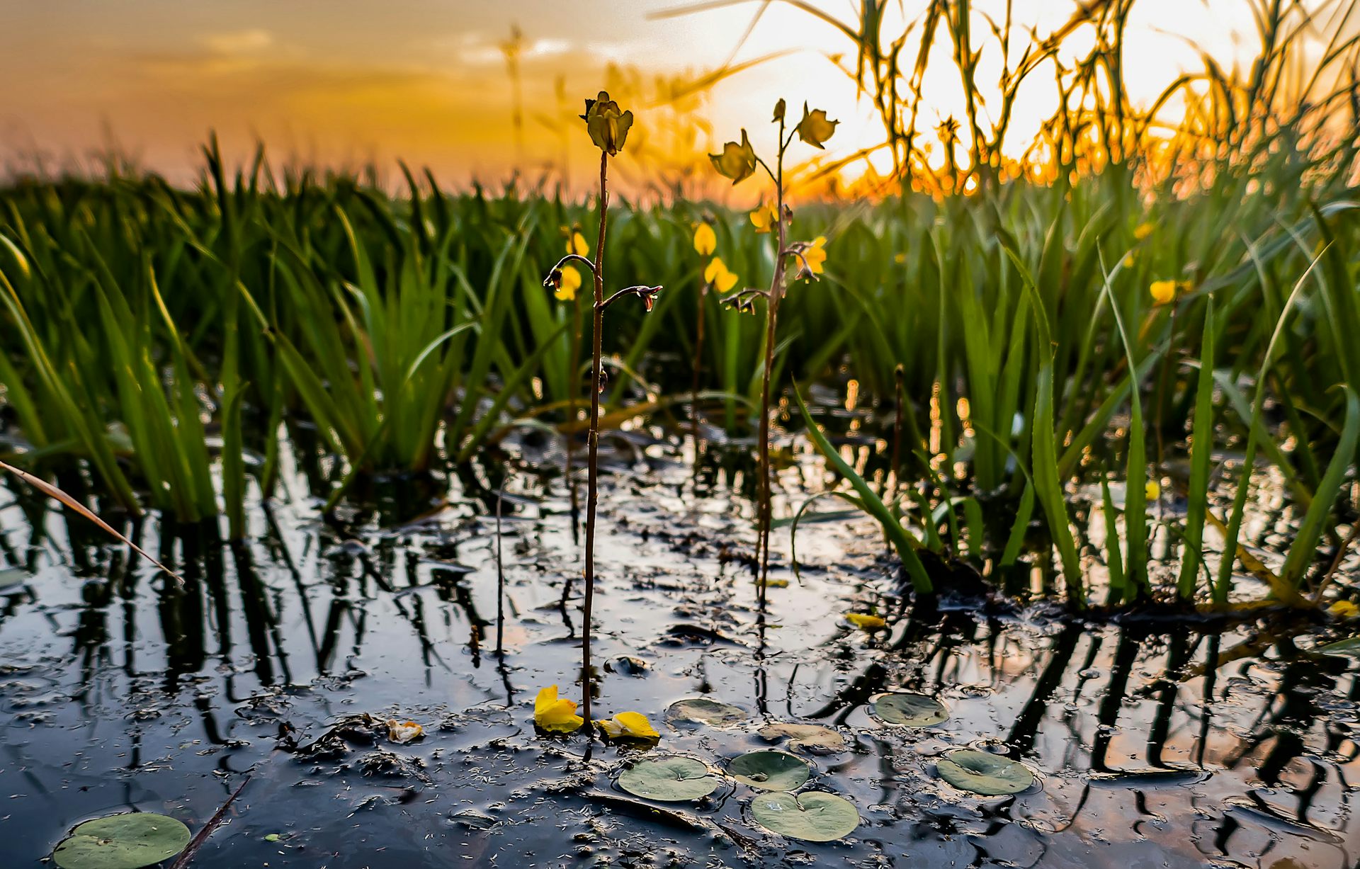 Les algues ne sont pas des plantes… et six autres faits surprenants sur la flore aquatique