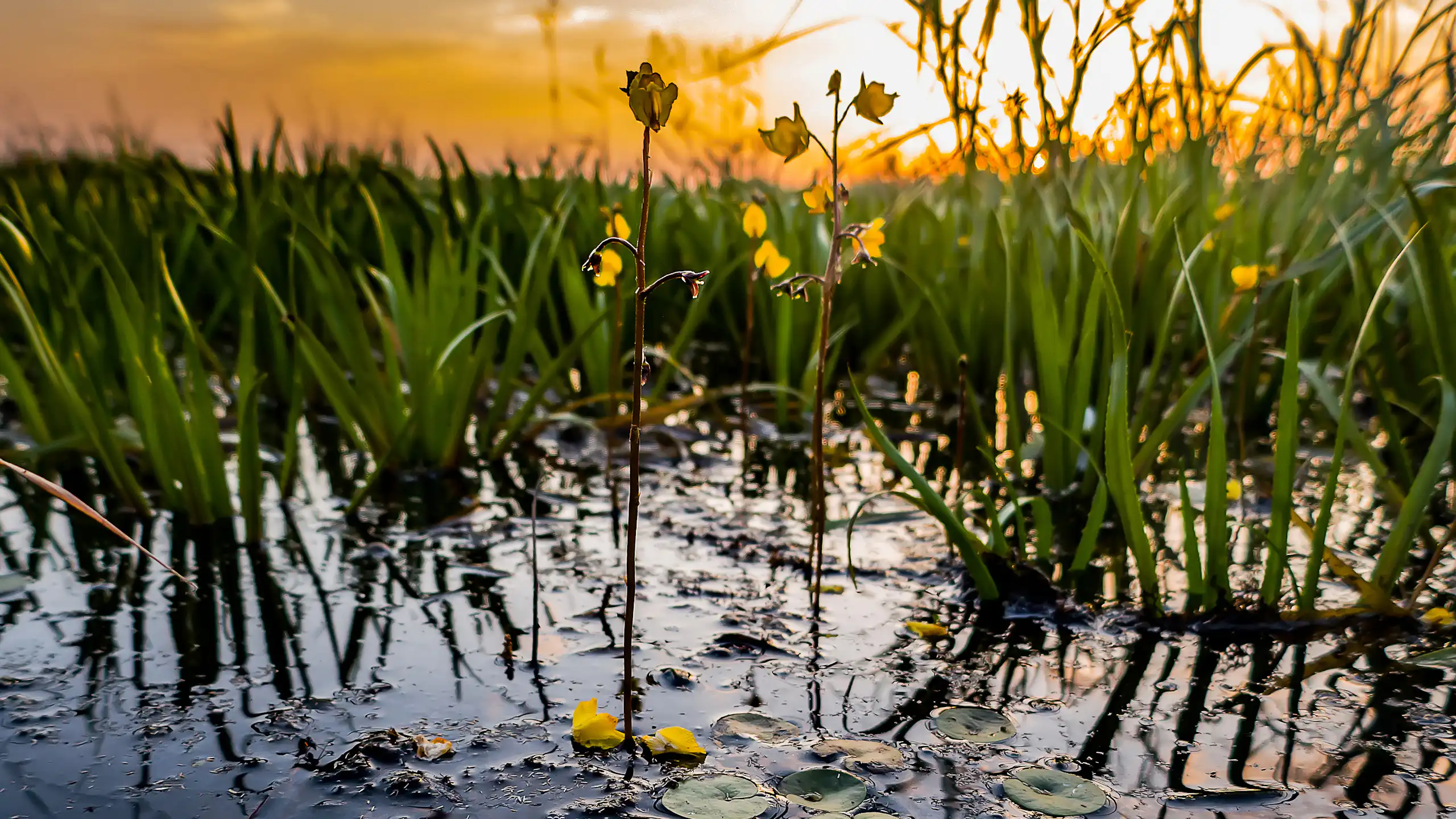 Utriculaires