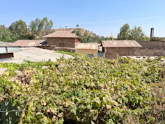 buildings and vine
