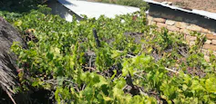 Grapevine