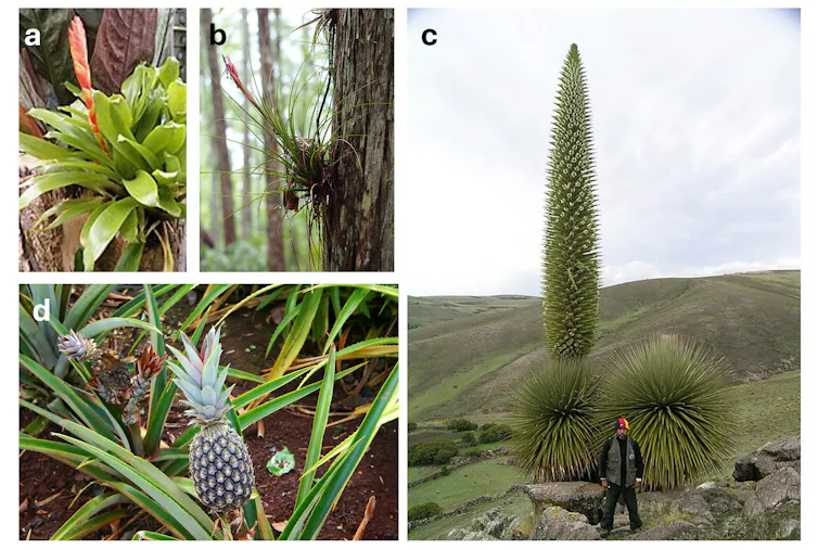 A panel showing the diversity found within the bromeliad family. (a) A tank-forming species. (b) An air plant. (c) The Queen of the Andes. (d) The familiar pineapple.