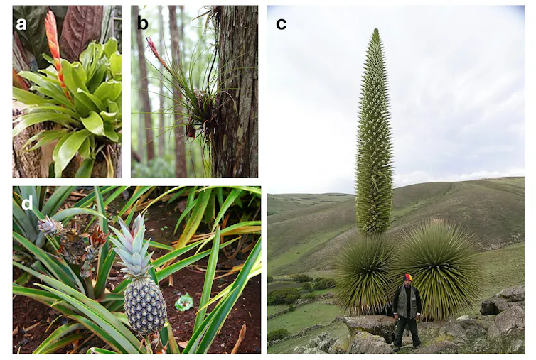 A panel showing the diversity found within the bromeliad family. (a) A tank-forming species. (b) An air plant. (c) The Queen of the Andes. (d) The familiar pineapple.