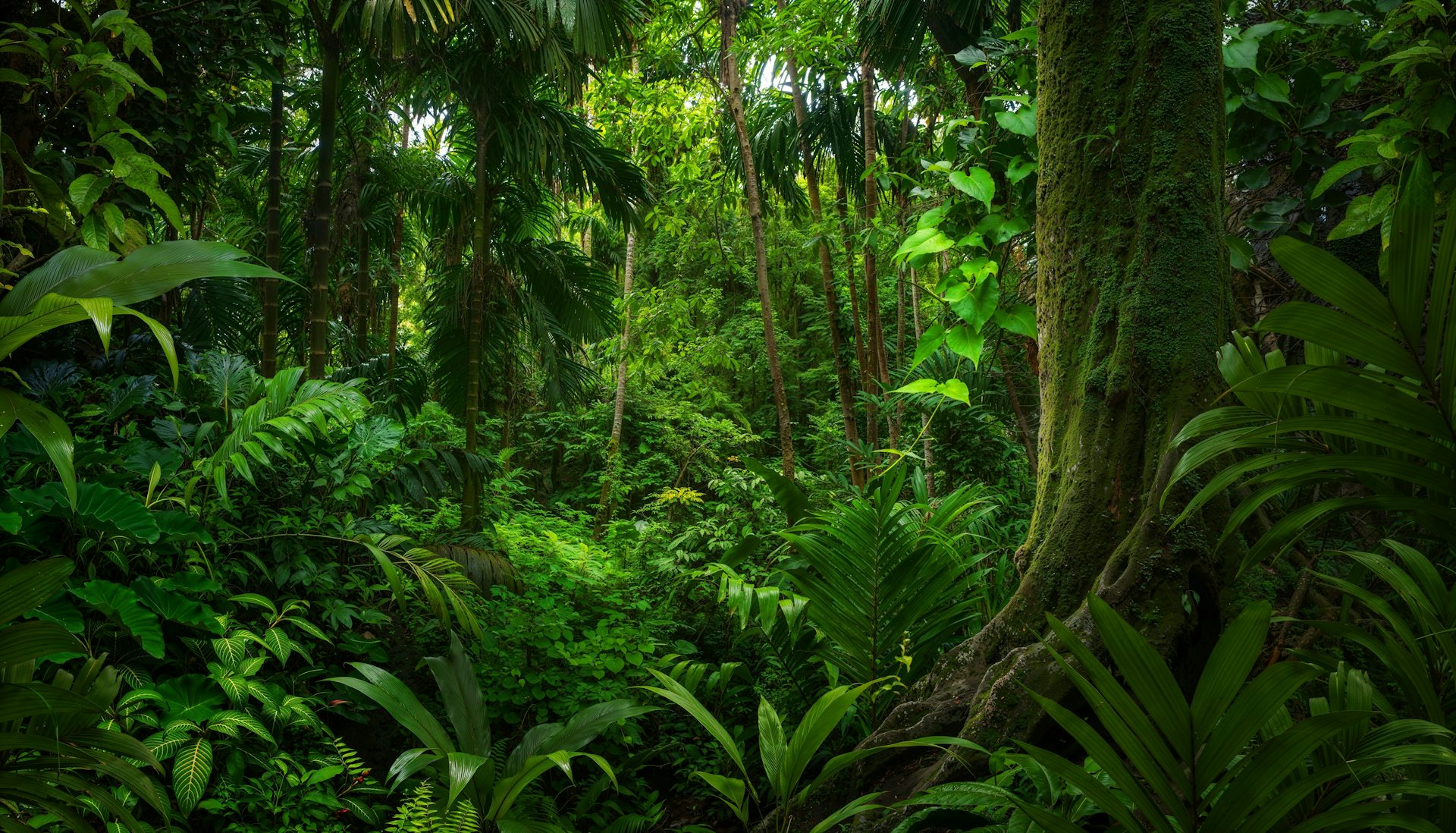 Tropical forests can stop acting as carbon sinks during El Niño, says research