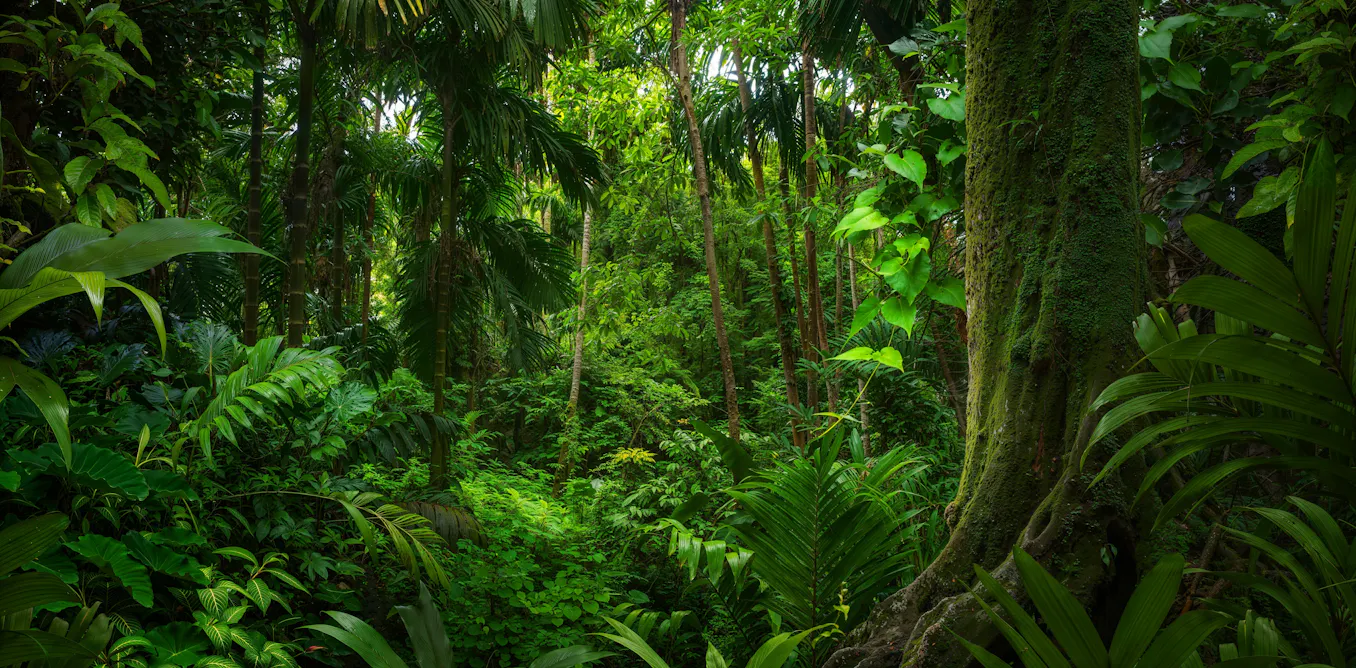 Tropical forests can stop acting as carbon sinks during El Niño, says research Tropical forests can stop acting as carbon sinks during El Niño, says research