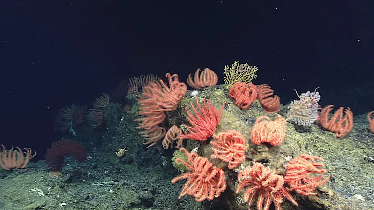 Rhythm of the Abyss, or how creatures dwelling in everlasting evening in finding their manner via time 3 starfish