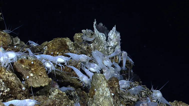 Rhythm of the Abyss, or how creatures dwelling in everlasting evening in finding their manner via time 2 white shrimp at the hydrothermal outlet