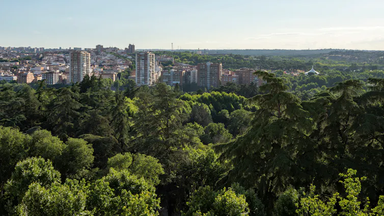 Copas de árboles en primer plano con edificios de una ciudad al fondo