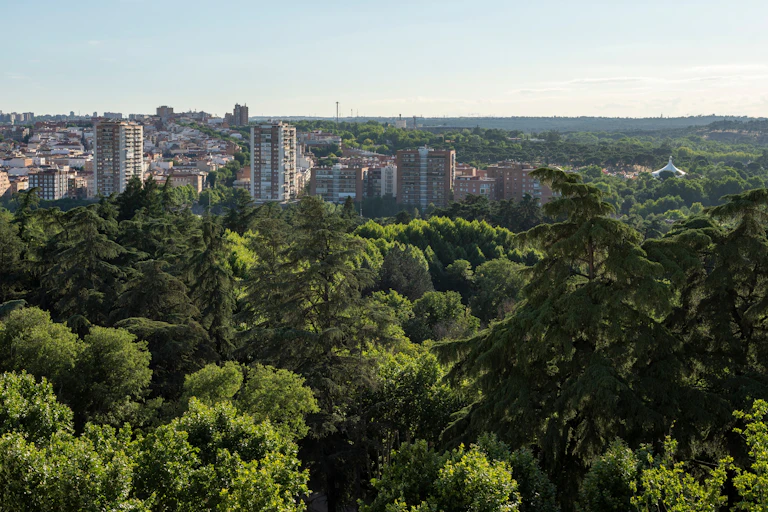 Copas de árboles en primer plano con edificios de una ciudad al fondo