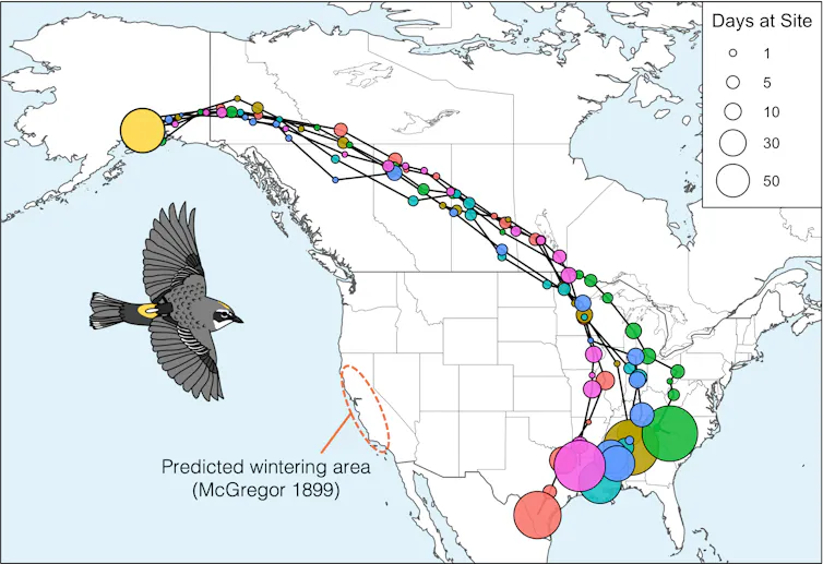 A map showing six geolocator tracks. All tracks start in Anchorage Alaska, before moving eastward across boreal Canada and then after reaching the Great Lakes curving south to end at the Gulf Coast. The predicted wintering area in California is circled.