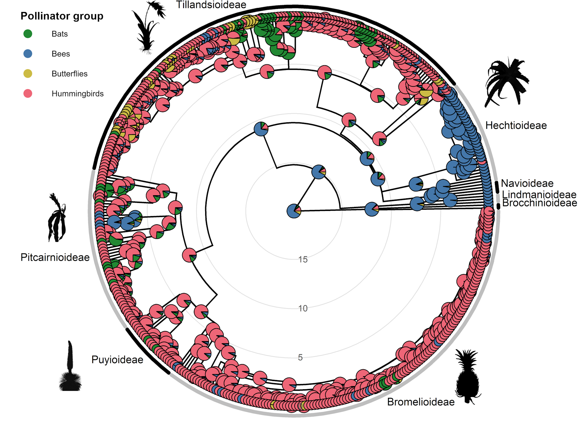 The bromeliad family tree with pollinators mapped to ancestors. Different subfamilies are highlighted with silhouettes of plants.