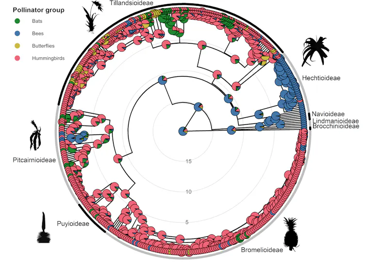 The bromeliad family tree with pollinators mapped to ancestors. Different subfamilies are highlighted with silhouettes of plants.