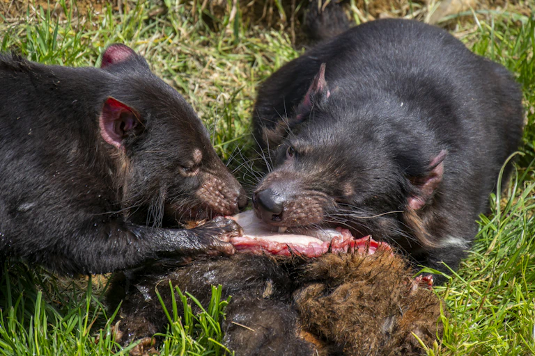 Two Tasmanian devils eating a carcass.