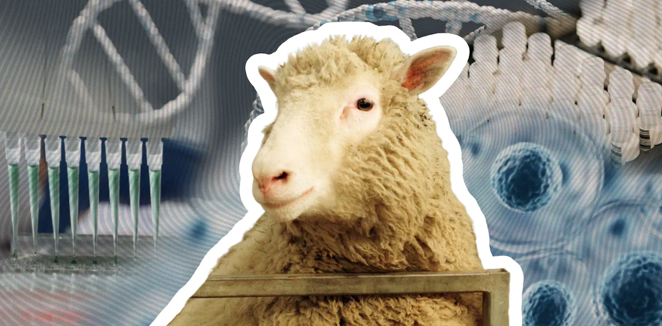 30 years since Dolly the sheep was born, where is cloning technology at now? 30 years since Dolly the sheep was born, where is cloning technology at now?