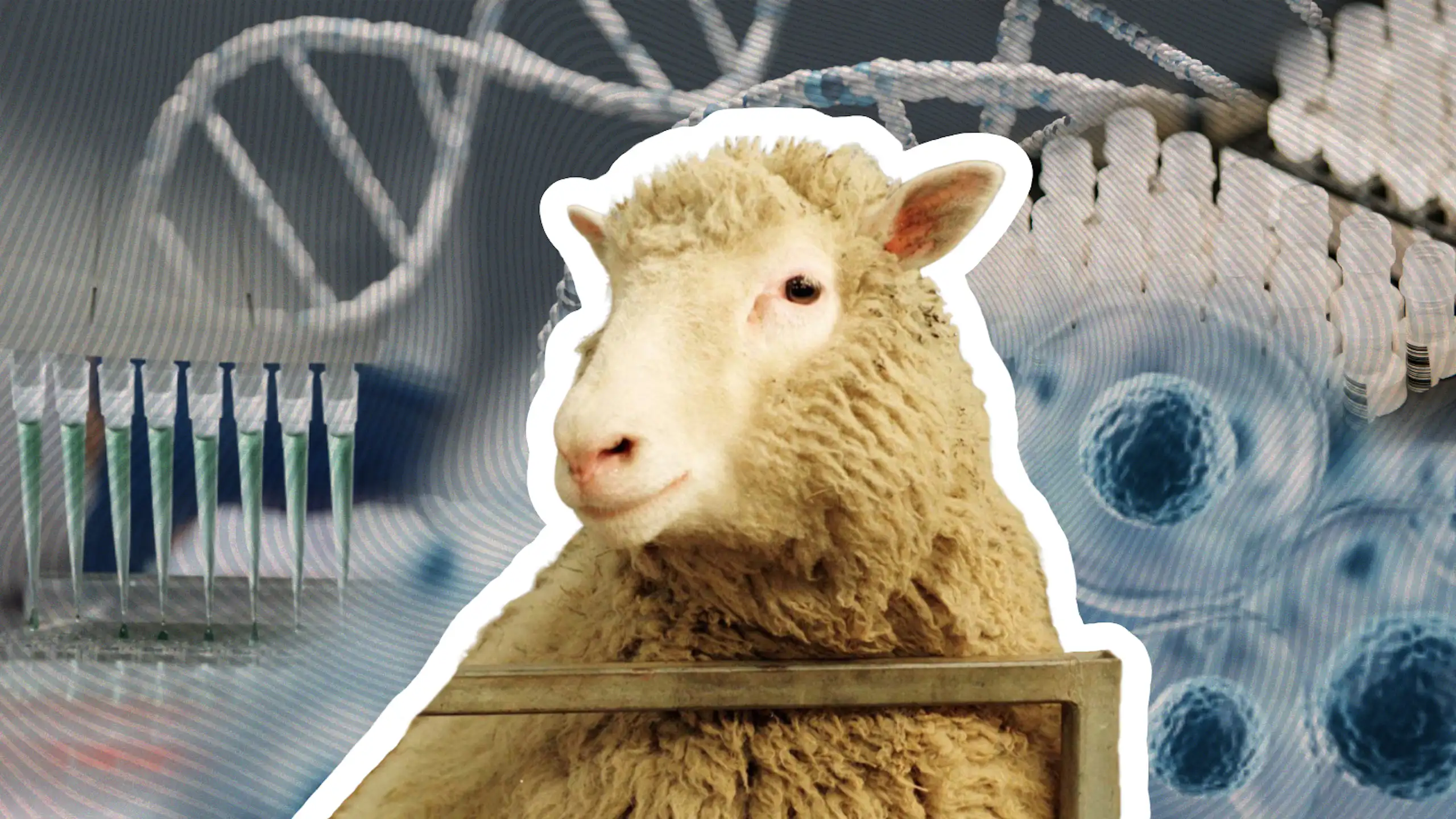 Collage of Dolly the sheep and various cell science related images in the background.