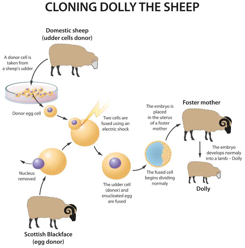 Coloning Technology 30 years since Dolly the sheep was born, where is cloning technology at ...