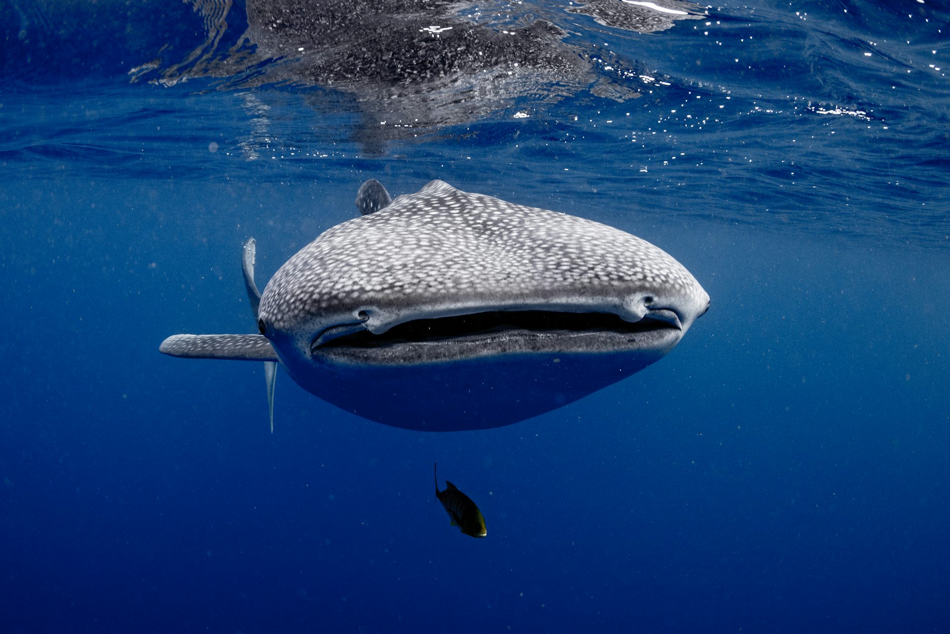 We attached cameras to whale sharks and captured krill chases never witnessed before