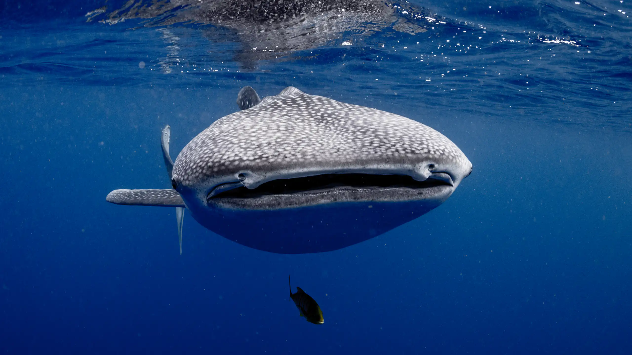 A very large spotted fish face on to the camera.