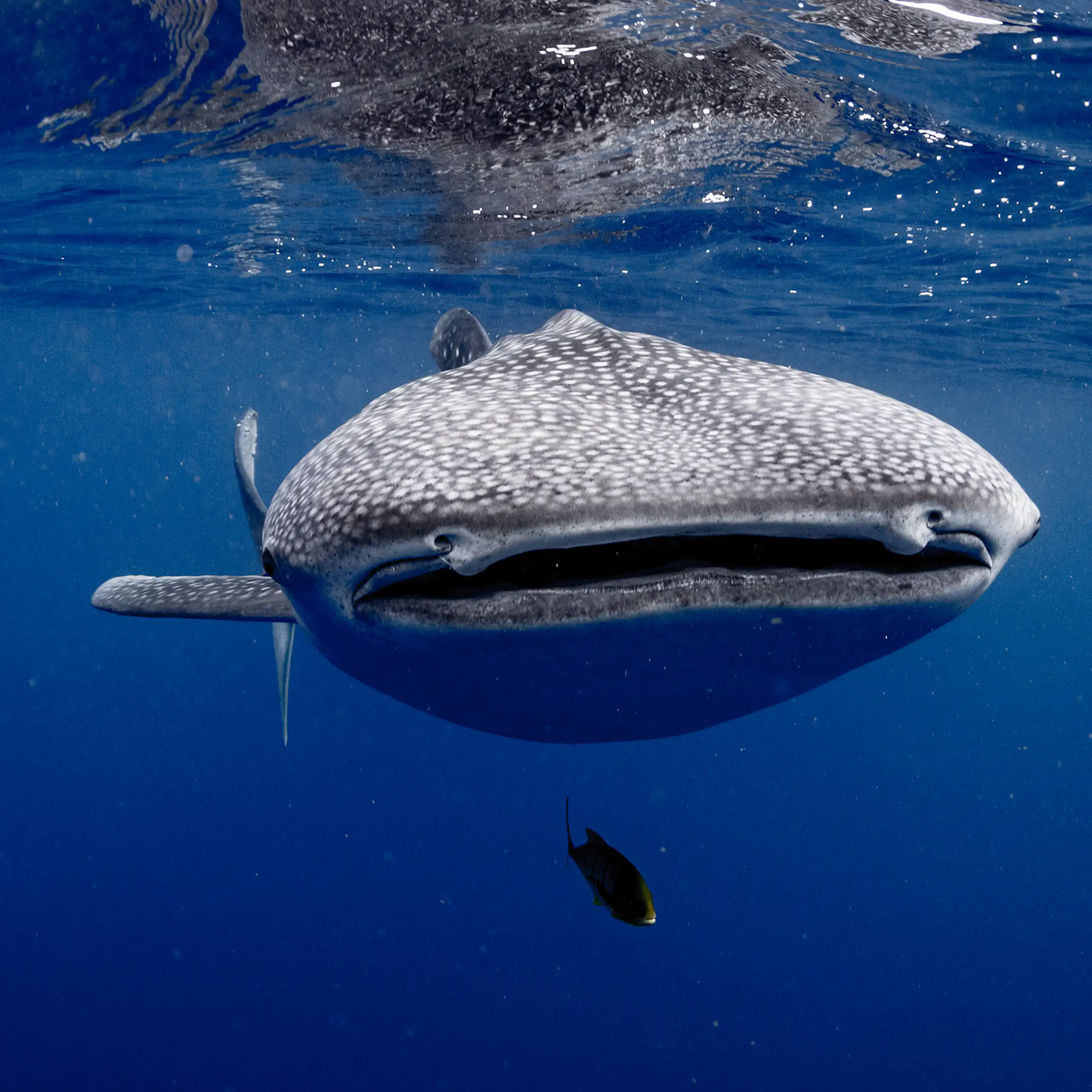 A very large spotted fish face on to the camera.