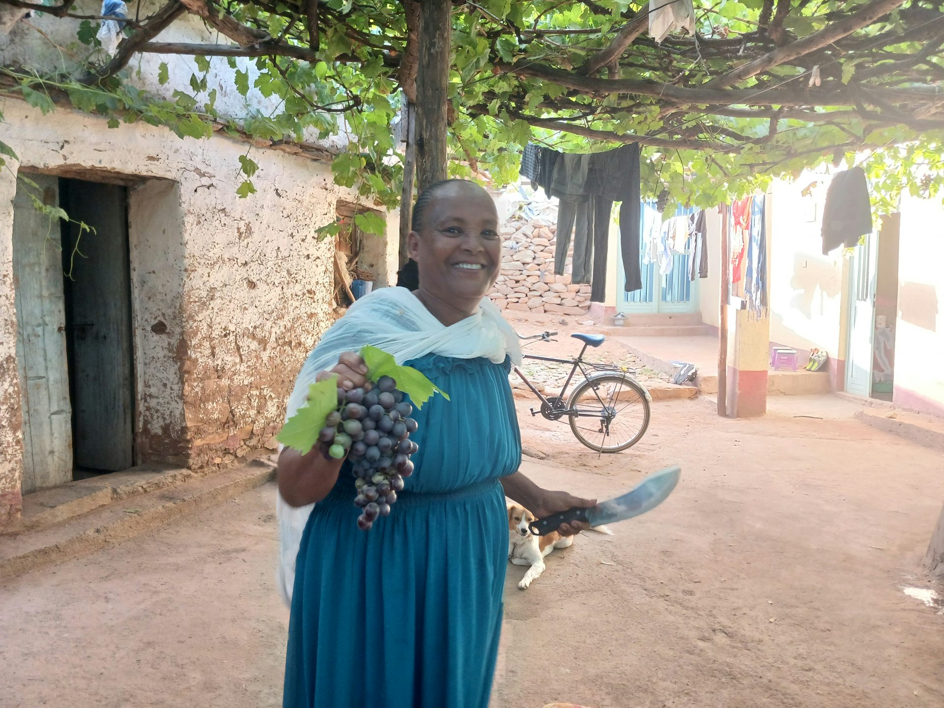 Tigray’s old grapevines have survived against the odds: new research uncovers their genetic and historic value
