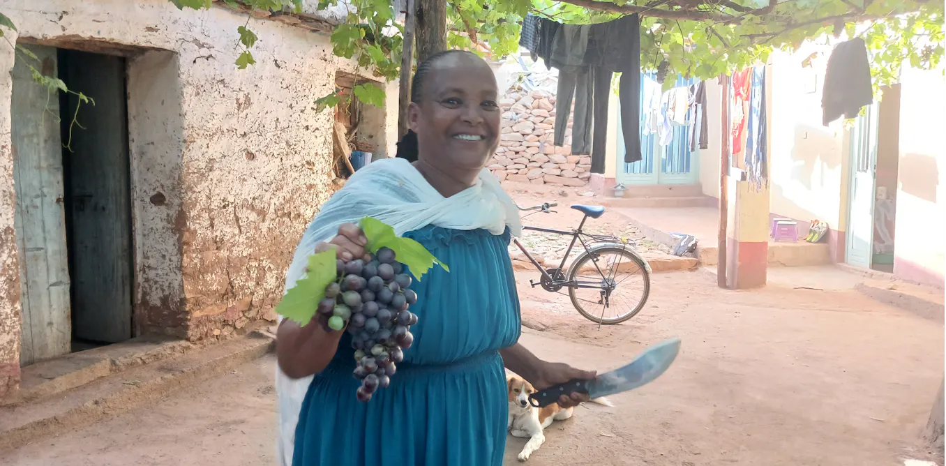 Tigray’s old grapevines have survived against the odds: new research uncovers their genetic and historic value Tigray’s old grapevines have survived against the odds: new research uncovers their genetic and historic value