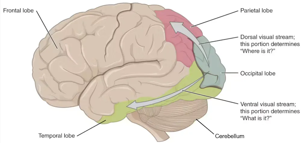 What happens inside a tennis player’s brain as they try to return a ...