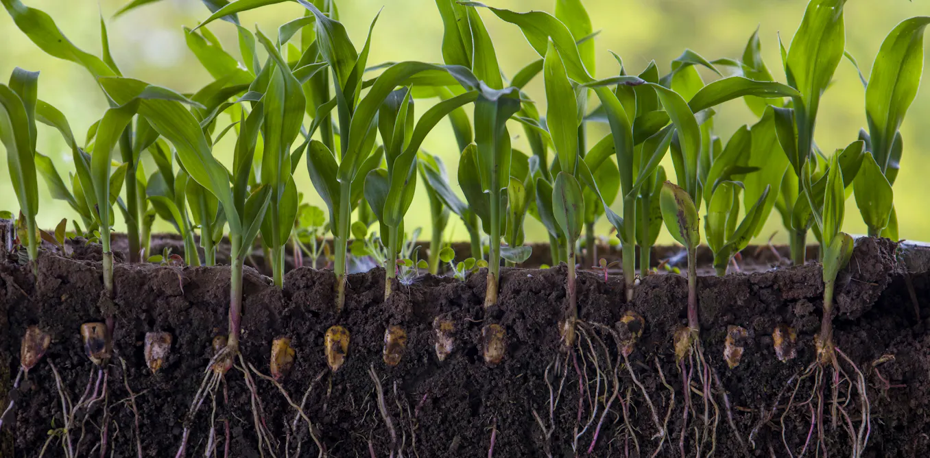 The secret life of roots: how plants fight back against salty soils