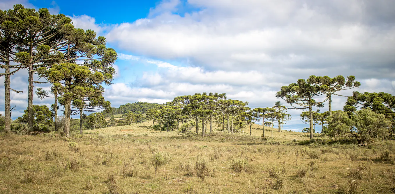 EduWireDaily — Brazil’s highland forest has been shaped by climate change and Indigenous people for 6,000 years