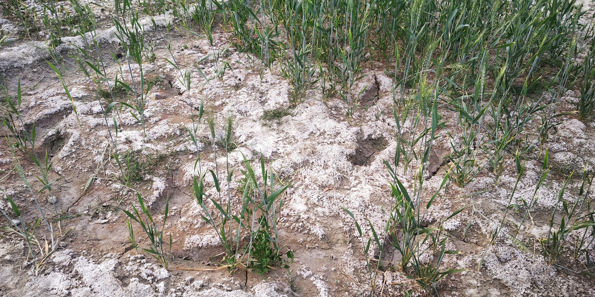 Aerial view of agricultural land affected by salinity