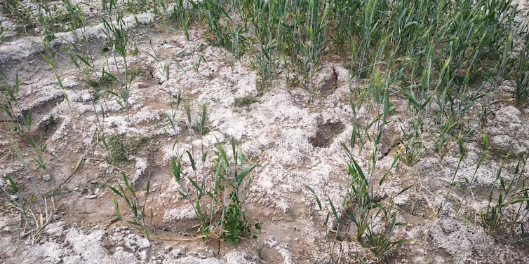Aerial view of agricultural land affected by salinity