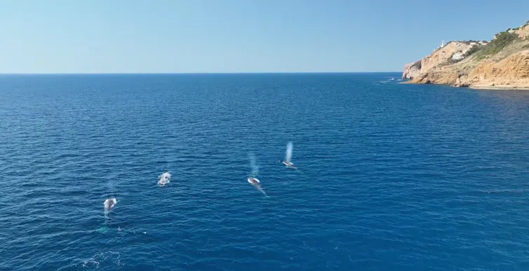 ¿Por qué el segundo animal más grande del planeta camina por la costa del mar Mediterráneo? 3 file 20260707 57 pas1xj.png?ixlib=rb 4.1