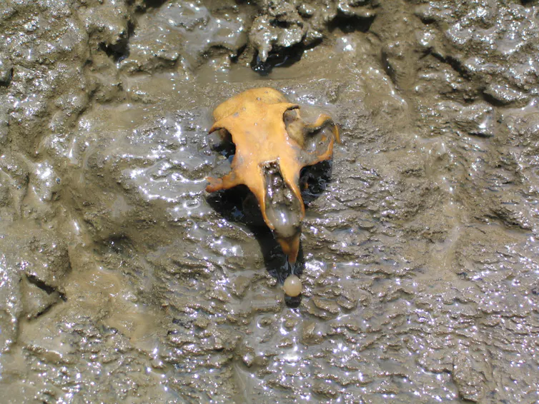 Una calavera amarilla, en el barro.
