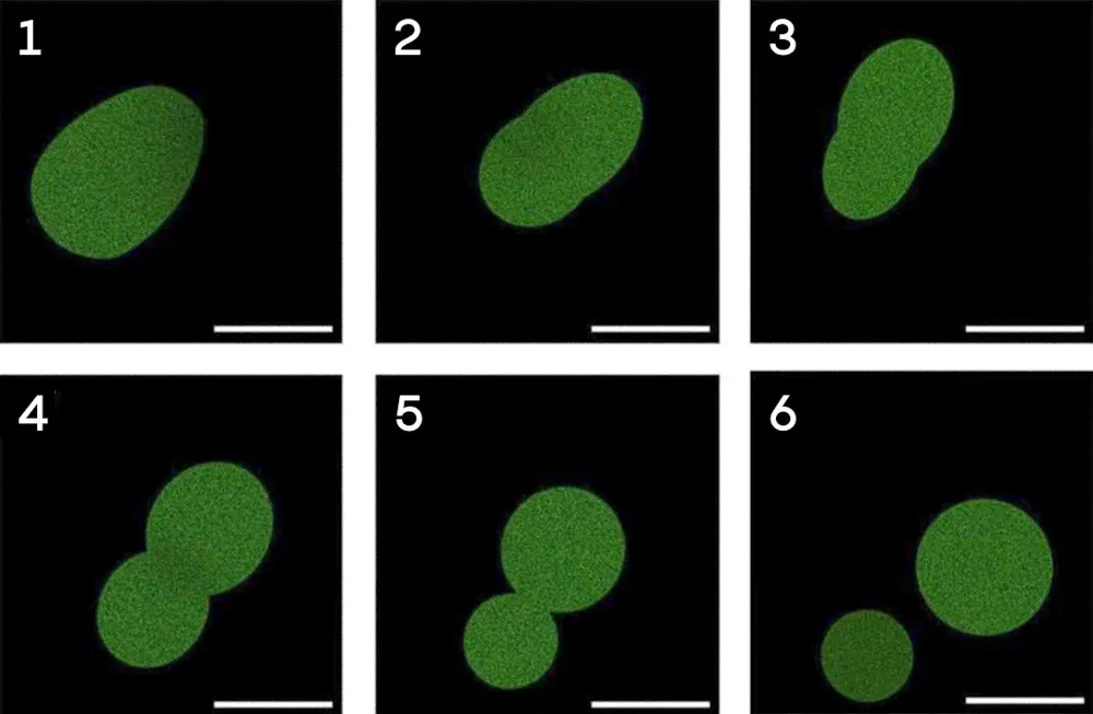 Sparsh Cell Meet SpudCell: The First Synthetic Cell Built from Non-Living Parts ...