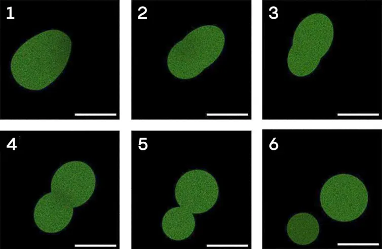 Microscopy image of a green sphere dividing into two