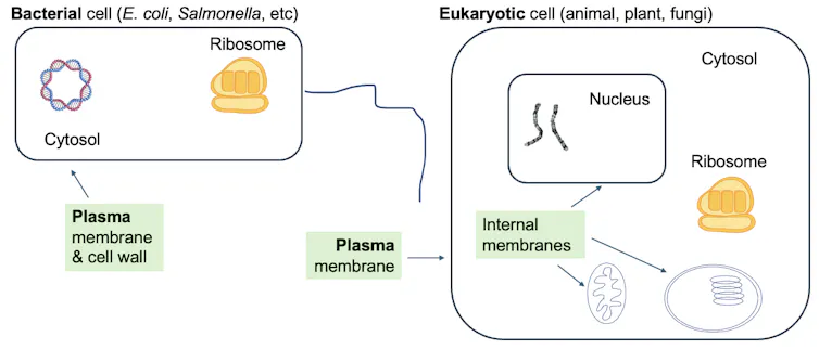 Diagram showing a few membrane-bound components of an animal cell and a eurakyotic cell